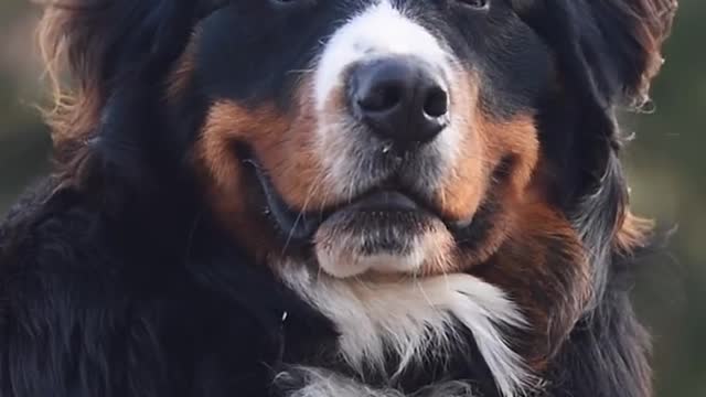 Model Face | Cute moment with Rocky | Adorable Video