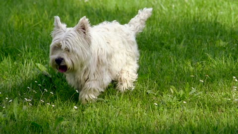 dog in the backyard cute