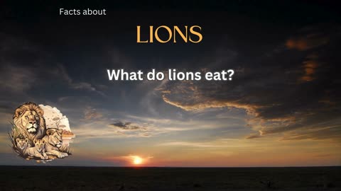 Lion fact 5 - What do lions eat?