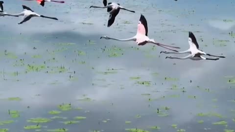 Miankala Lagoon