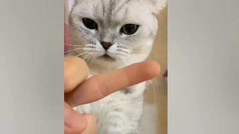 #Funny cats compilation