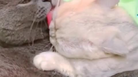 Funny Cat Comedy 🤣 ! Cat Comedy Video ! Funny Animal Clips