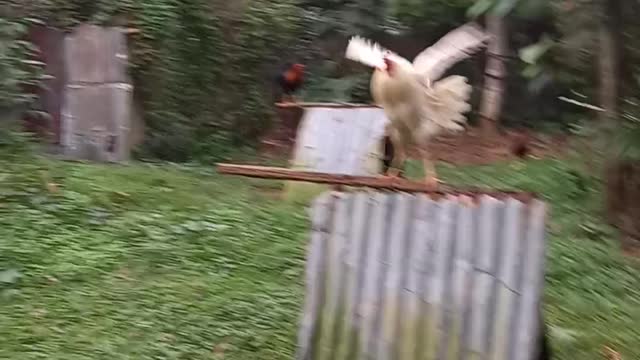 Fighting cocks on grass