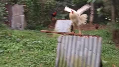 Fighting cocks on grass