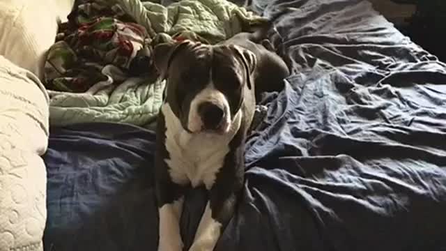Happy pitbull puppy wagging his tail in the morning