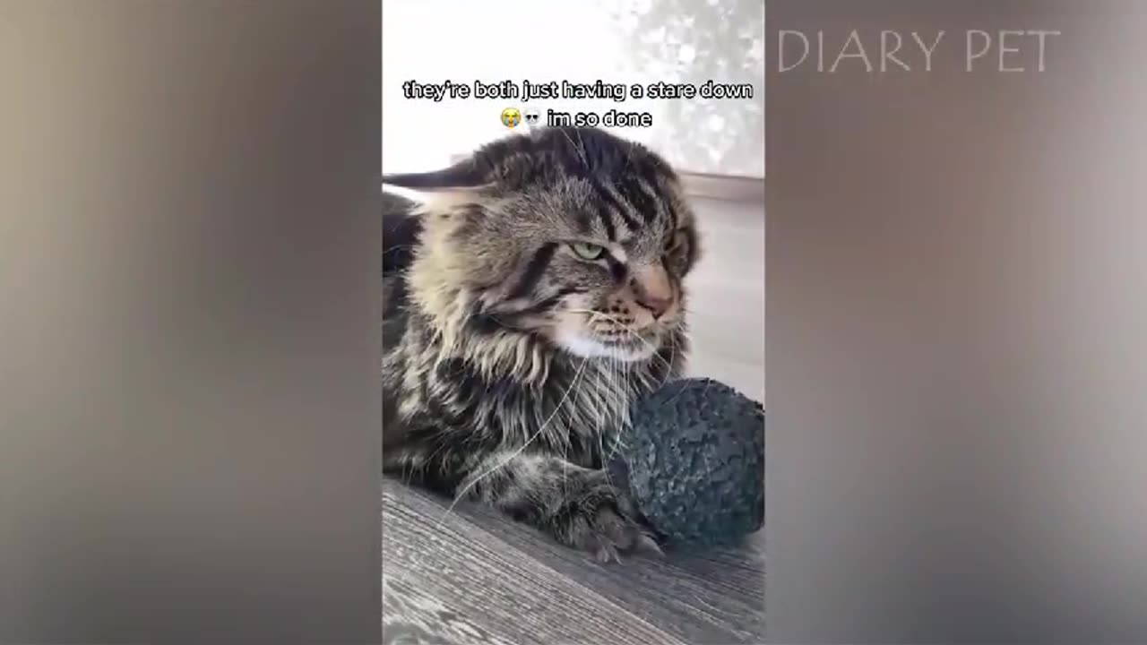 New Funny Cat Video