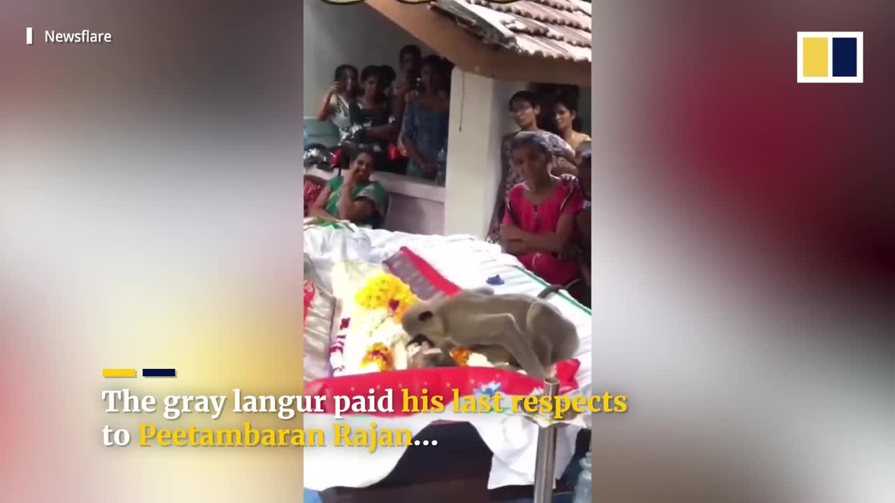 Monkey attends funeral of human caretaker in Sri Lanka