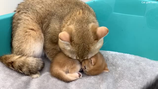 Mom cat tries to teach dad cat how to be a good father to baby kittens