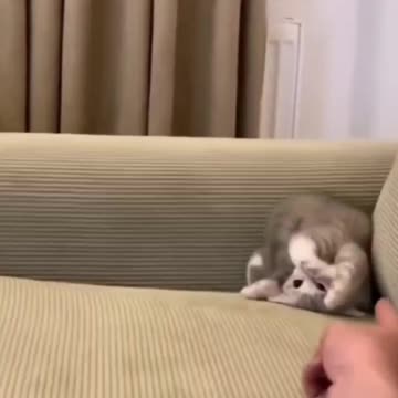 Fanny Cat Video and Cute Cat Video