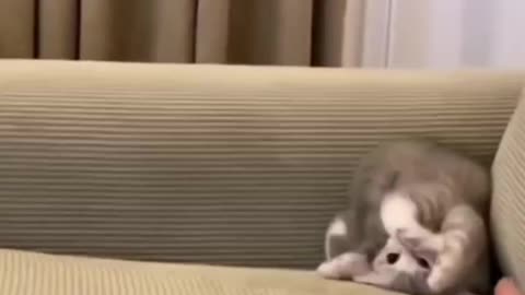 Fanny Cat Video and Cute Cat Video