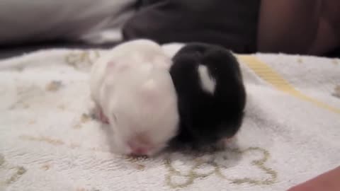 Newborn Baby Bunnies Snuggle and Sleep