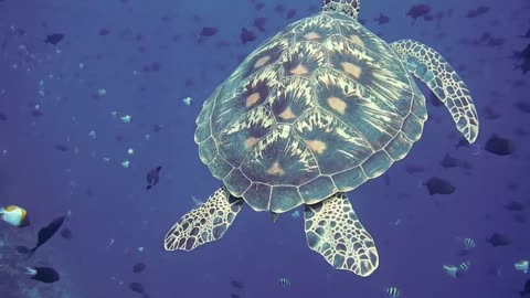 Drifting on the current with gigantic pacif Green sea turtles