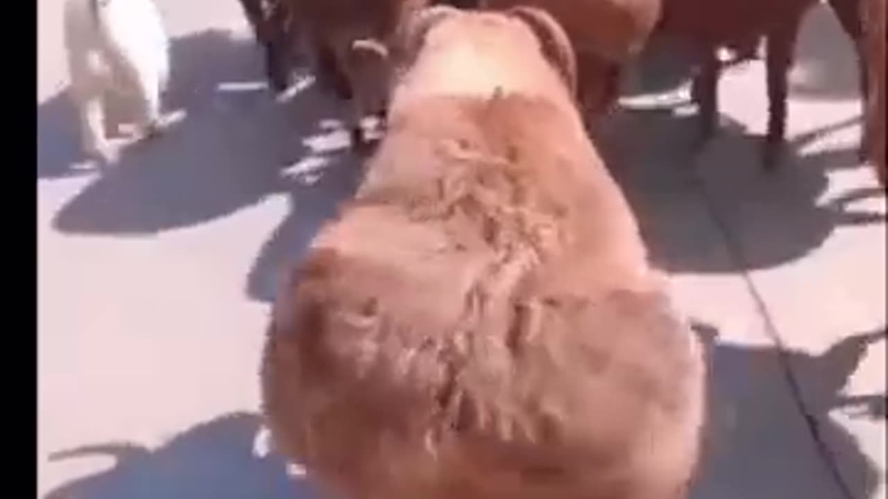 Funny animal clips animals #shorts #funny #viral