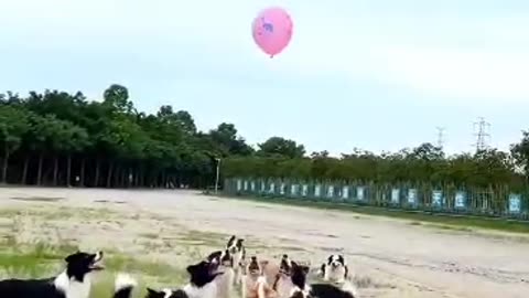 Dog for balloons football