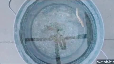 Watch GMO tomato swim