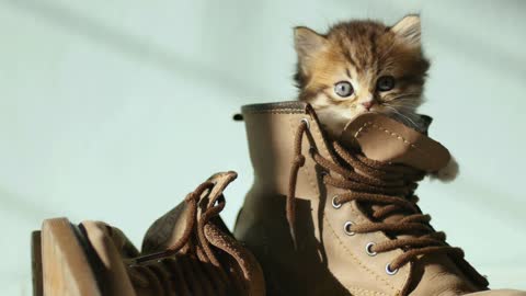 Close up Adorable tabby kitten hiding in boot