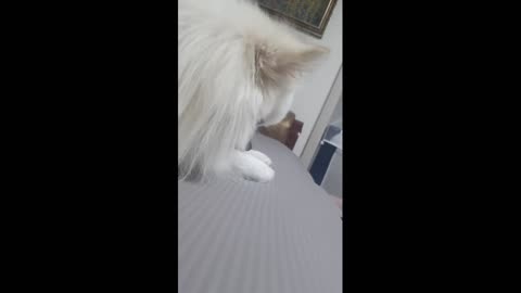 Close-up video of a dog