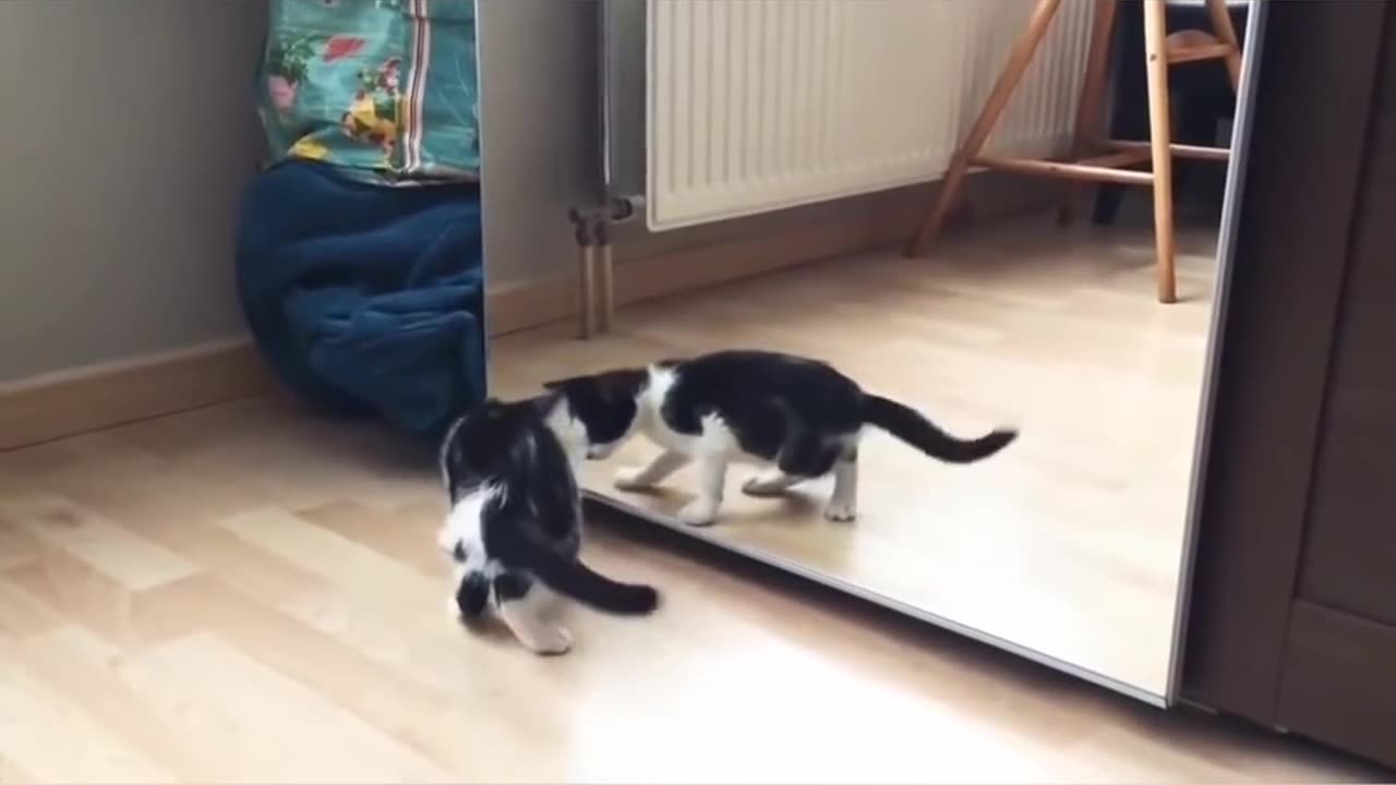 Cat funny video