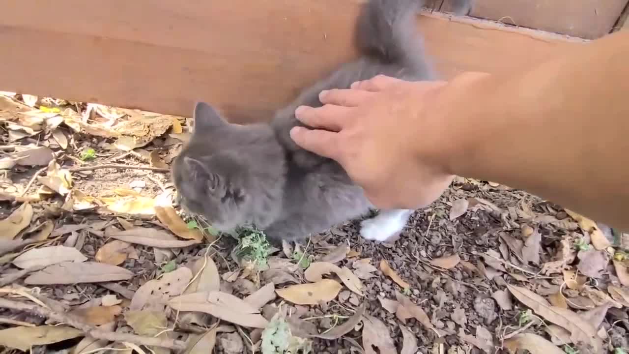 Fluff Ball kitten sneak over to be petted !! (old clip)