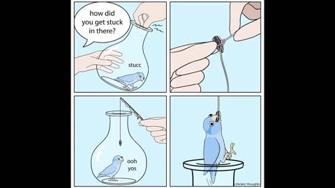 Funny Comics With A Parrot Twist