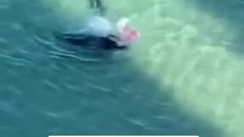 Seal Bullies Swimmer