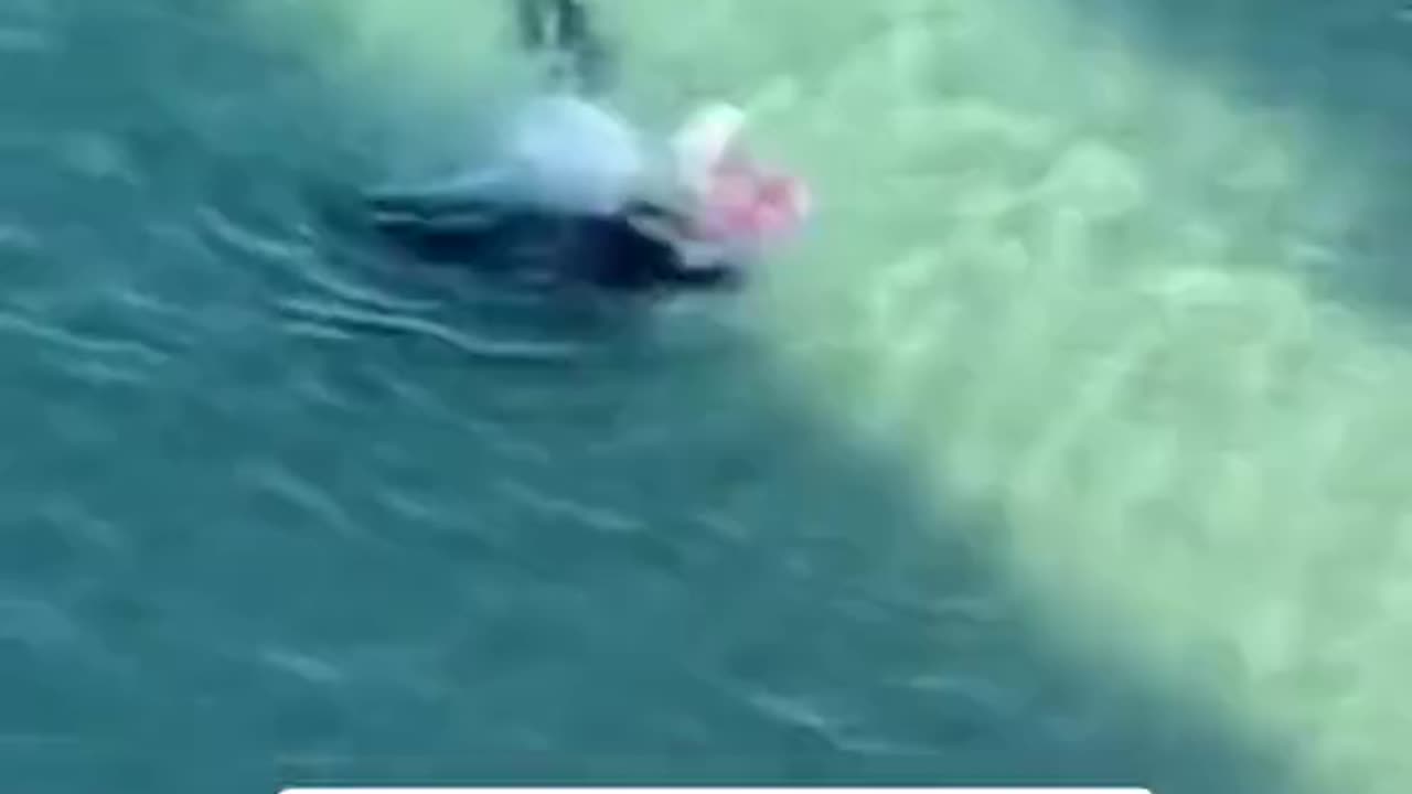 Seal Bullies Swimmer