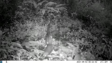 Living in Paradise ! a troop of pizotes ( Coati Mundi ) on the Sanctuary