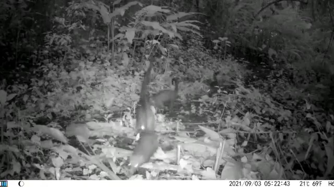 Living in Paradise ! a troop of pizotes ( Coati Mundi ) on the Sanctuary