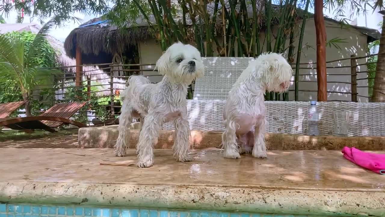 A Dog That HATES Water Finally Enjoys Swimming!