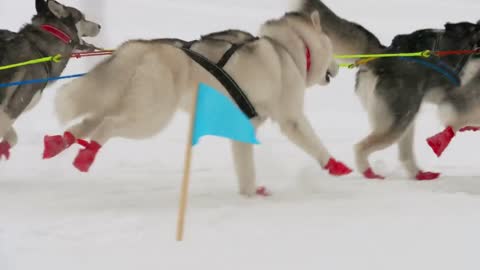 Team of husky sled dogs running in the snow