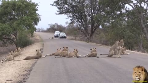 Largest Lion Pride Ever Blocking Road In Kruger Park