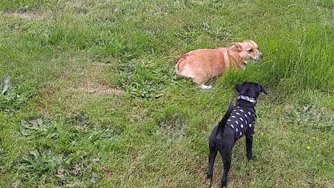 Puppy Chasing Corgi