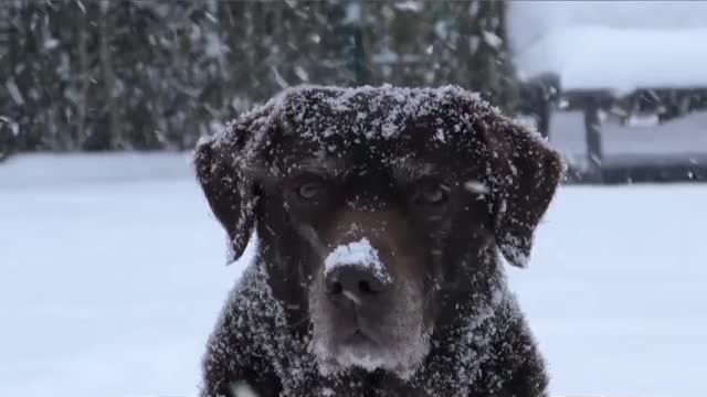 Dog enjoy snow falling in outdoor.