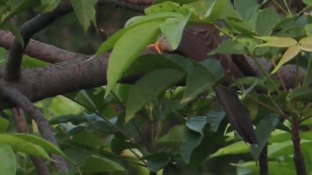 Common Cuckoo short video