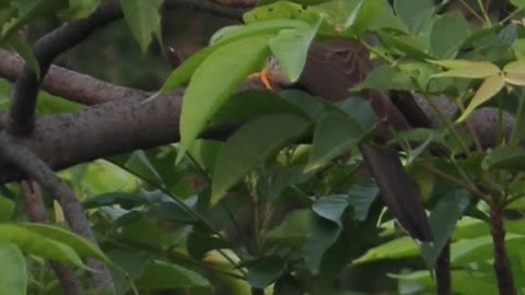 Common Cuckoo short video