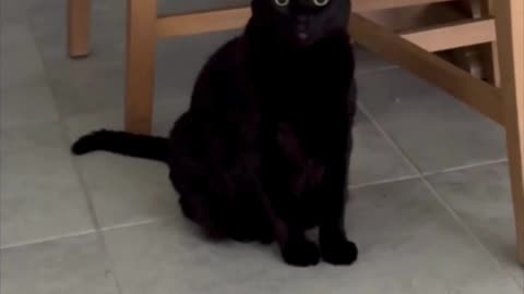 Adopting a Cat from a Shelter Vlog - Cute Precious Piper Guards the Dining Area #shorts