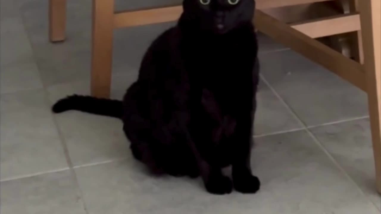 Adopting a Cat from a Shelter Vlog - Cute Precious Piper Guards the Dining Area #shorts