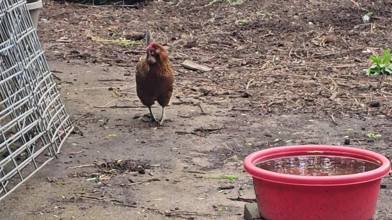 OMC! When Brownie speaks - Hearts Melt! 💖'🐔'😍 #chickens #brownie #heartmelting #speaks #loop #shorts