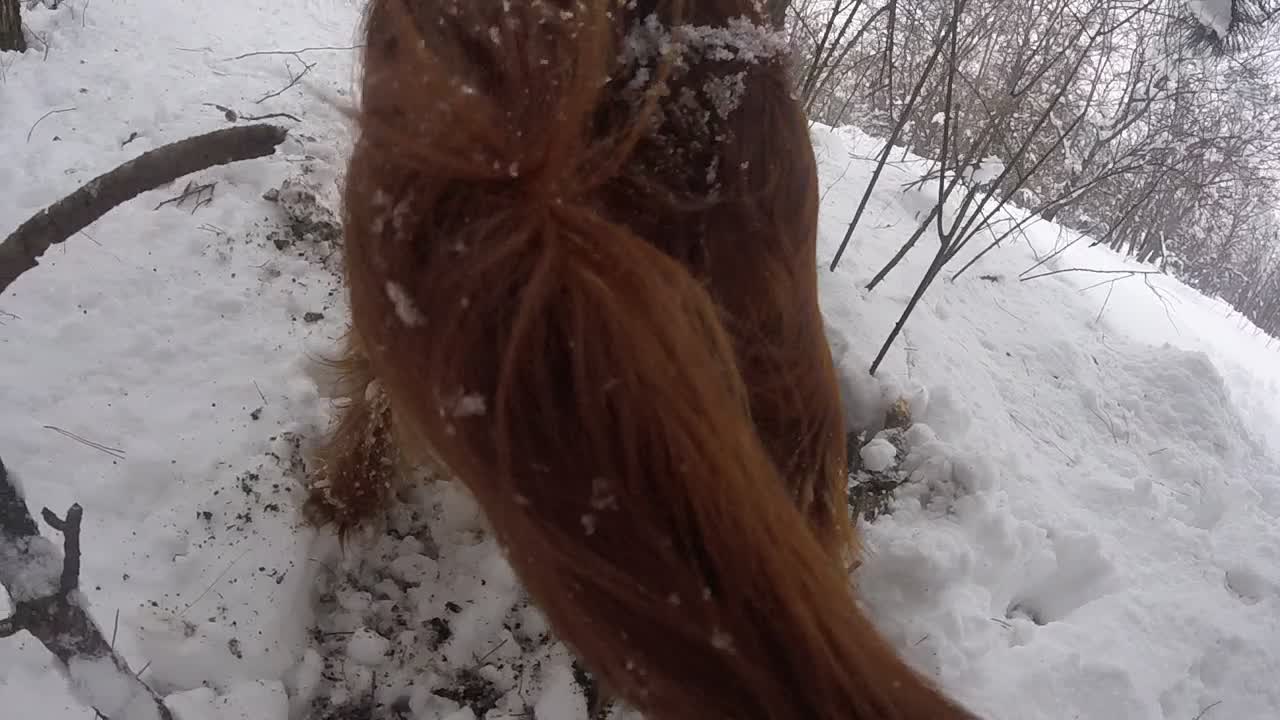 Irish Setter digging a hole