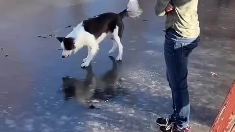 Funny cat and dogs