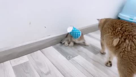 You Laugh You Lose 😂 Funniest Cats and Dogs 2023 😻🐶