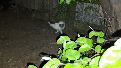 A cute little cat playing with a balloon. Fun of a cute cat.