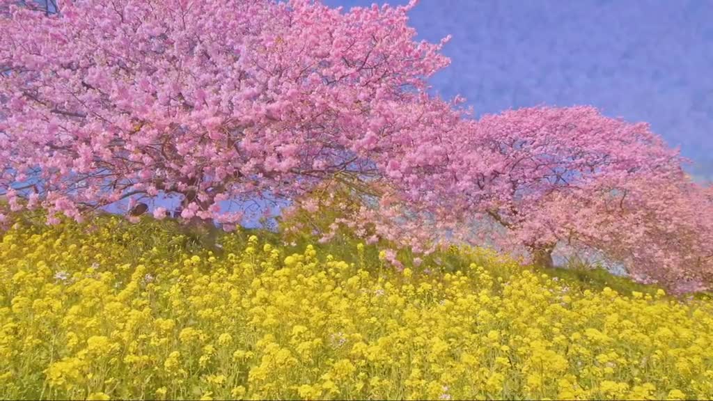 "The flowers of spring will not miss each other every year"