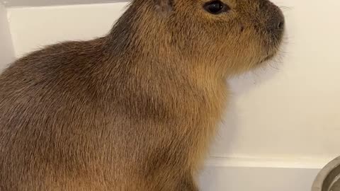 queen elizabeth the capybara