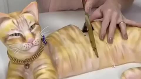 O dia que o Romeu virou bolo. 🐈 #cat #caT cutting off