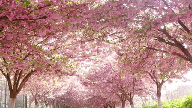 the soul cannot live without love