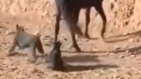 Horse Kick is Dangerous