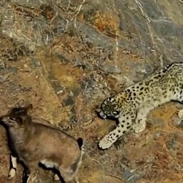 Mountain goat vs mountain cheetah fight
