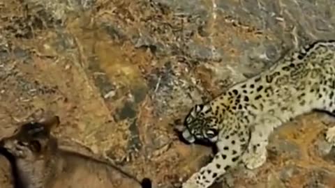 Mountain goat vs mountain cheetah fight