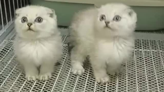 Two kittens keep the same movement